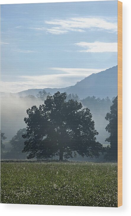 Tree Wood Print featuring the photograph Cades Cove Tree by Carol Erikson