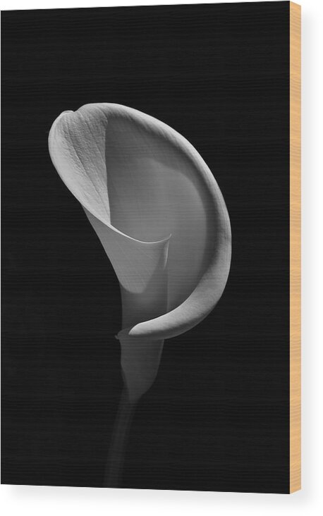 Cala Lily Wood Print featuring the photograph Cala Lilly 3 by Ron White