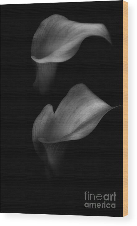 Venetta Archer Wood Print featuring the photograph Calla Couple by Venetta Archer