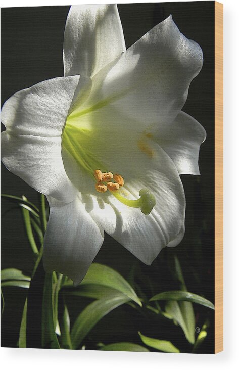 Easter Lily Wood Print featuring the photograph Easter Lily Alone by Gary Olsen-Hasek