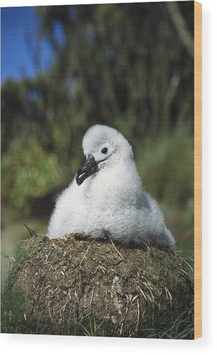 Feb0514 Wood Print featuring the photograph Campbell Albatross Young Chick Campbell by Tui De Roy