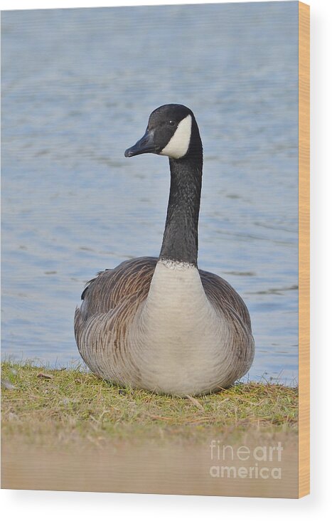 Goose Wood Print featuring the photograph Canada Goose Resting By The Lake by Kathy Baccari