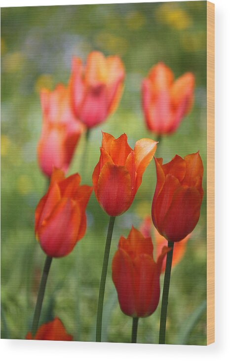 Tulips Wood Print featuring the photograph Caressed by the Wind by The Art Of Marilyn Ridoutt-Greene