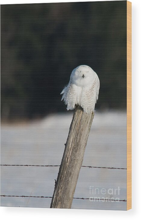 Snowy Owl Wood Print featuring the photograph Cheeky Snowy by Cheryl Baxter