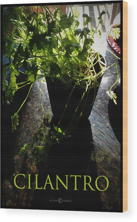 Cilantro Wood Print featuring the photograph Cilantro by Tim Nyberg