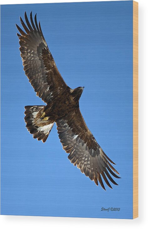 Golden Eagle Wood Print featuring the photograph Circling Golden Eagle by Stephen Johnson