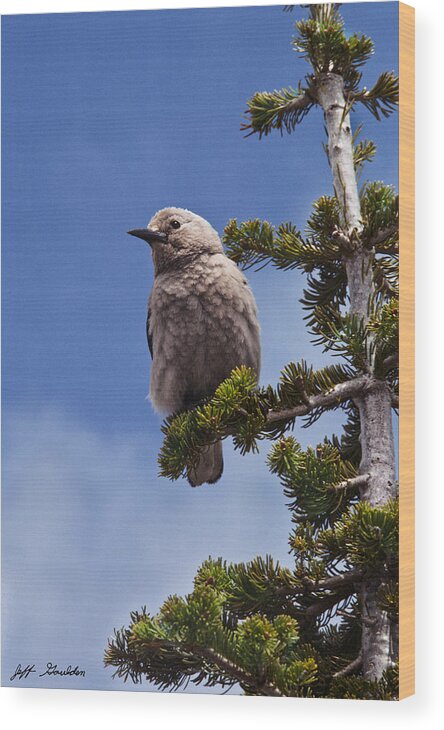 Animal Wood Print featuring the photograph Clark's Nutcracker in a Fir Tree by Jeff Goulden