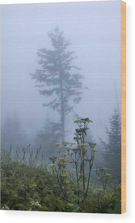 Fog Wood Print featuring the photograph Clingman's Fog II by Carol Erikson