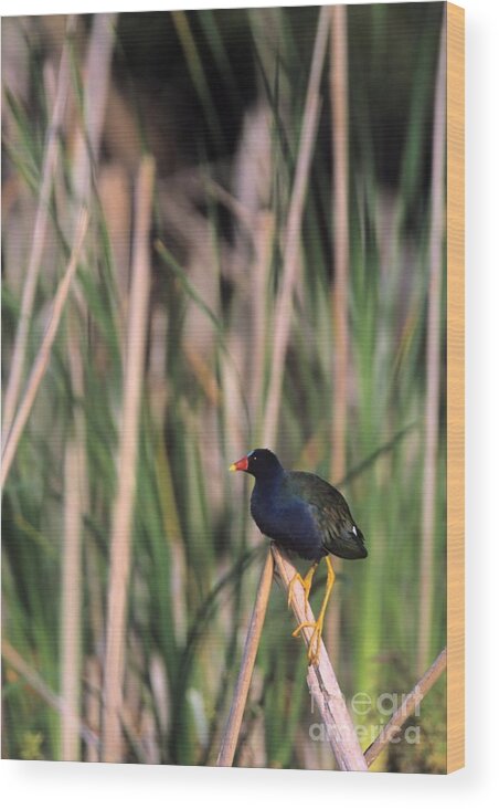 Bird Wood Print featuring the photograph Common Moorhen Posing for a Magazine Cover by John Harmon