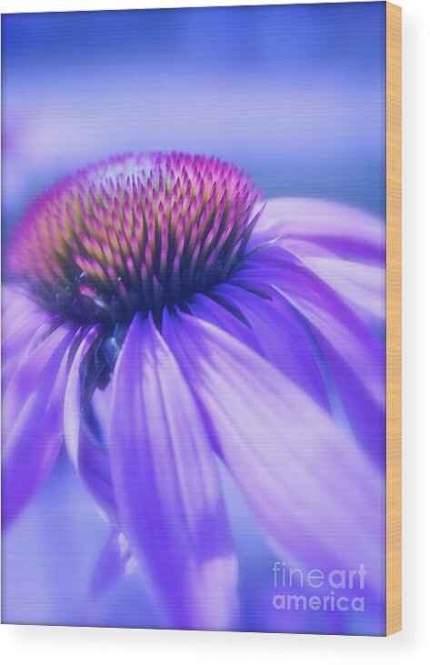 Flower Wood Print featuring the photograph Cone Flower in Pastels by Linda Bianic