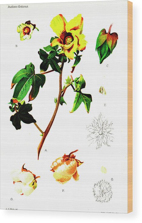 Cutout Wood Print featuring the photograph Cotton (gossypium Indicum And Gossypium Negelctum) by Collection Abecasis/science Photo Library