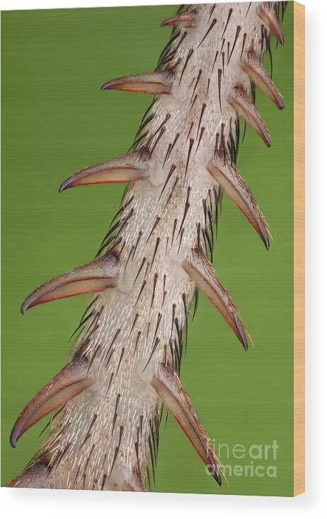 House Cricket Wood Print featuring the photograph Cricket Leg by Matthias Lenke