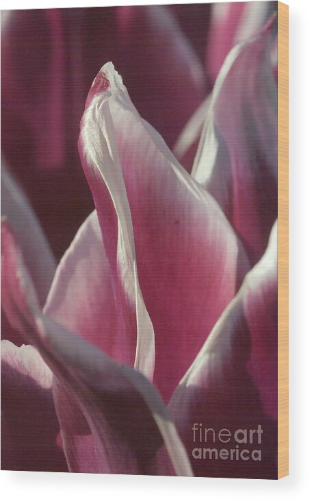 Nature Wood Print featuring the photograph crimson Tulip by Rudi Prott