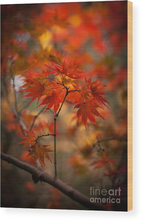 Fall Wood Print featuring the photograph Crown of Fire by Mike Reid
