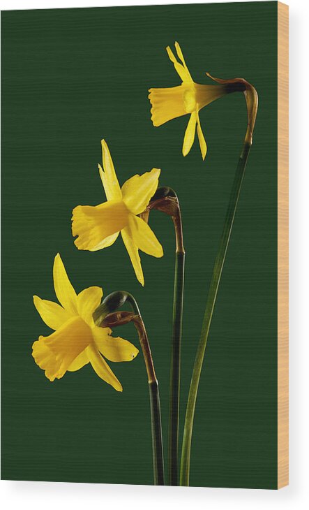 Daffodil Flower Wood Print featuring the photograph Daffodil arrangment by Pete Hemington