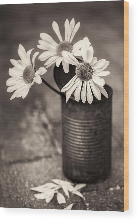 Nancy Strahinic Wood Print featuring the photograph Daisies Can by Nancy Strahinic