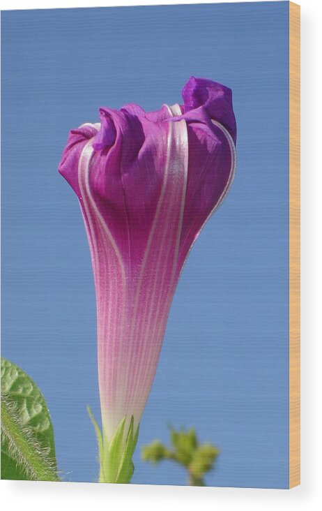 Lilac Wood Print featuring the photograph Deep Magenta Morning Glory Flower Bud Against Sky by Taiche Acrylic Art