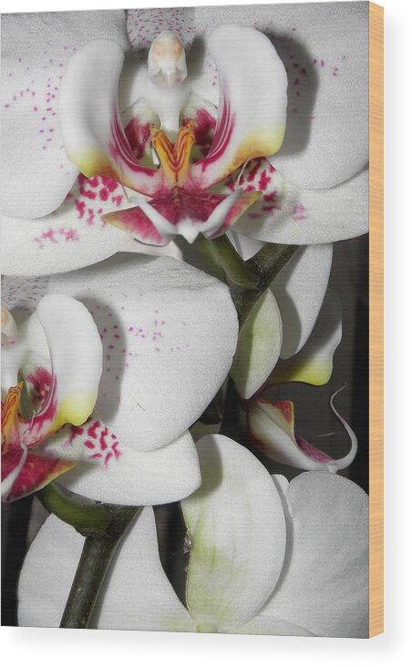 White Orchids Wood Print featuring the photograph Dots and Splashes of Pink on Orchid by Kim Galluzzo Wozniak