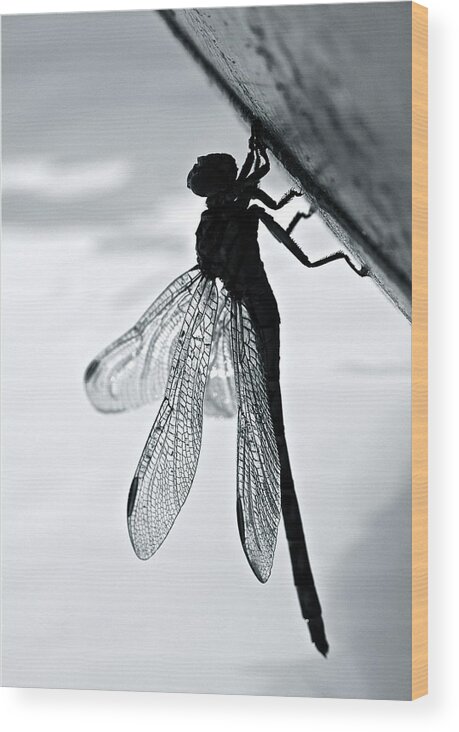 Dragonfly Wood Print featuring the photograph Dragonfly I by Kim Pippinger