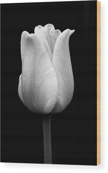 Tulip Wood Print featuring the photograph Dramatic Tulip Flower Black and White by Jennie Marie Schell