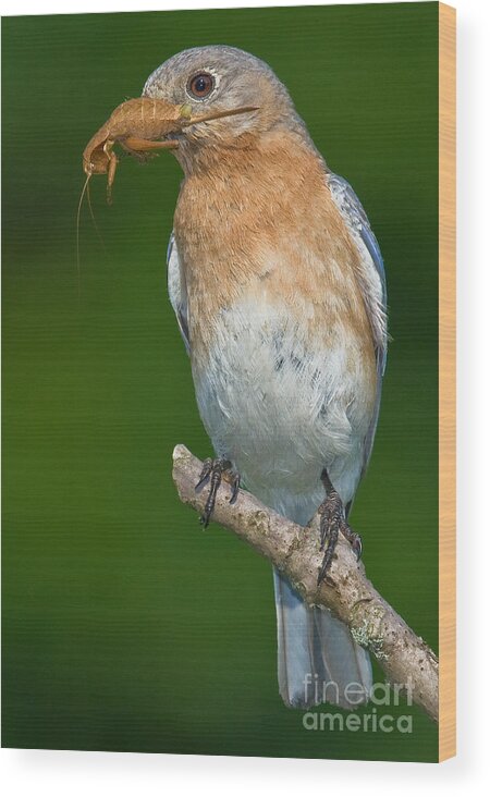 Eastern Bluebird Wood Print featuring the photograph Eastern Bluebird with Katydid by Jerry Fornarotto