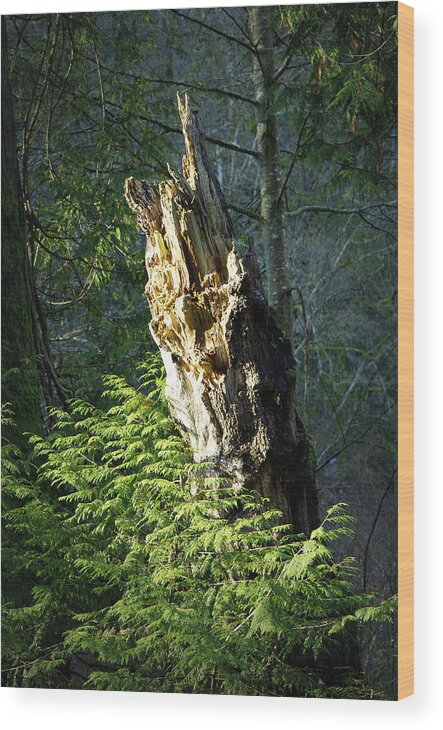 Tree Wood Print featuring the photograph Enchanted Woods by Marilyn Wilson