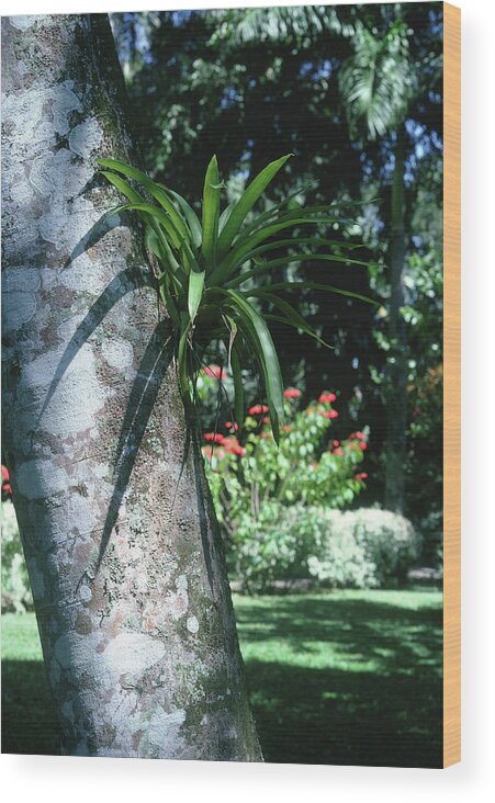 Epiphyte Wood Print featuring the photograph Epiphytic Bromeliad by Science Photo Library