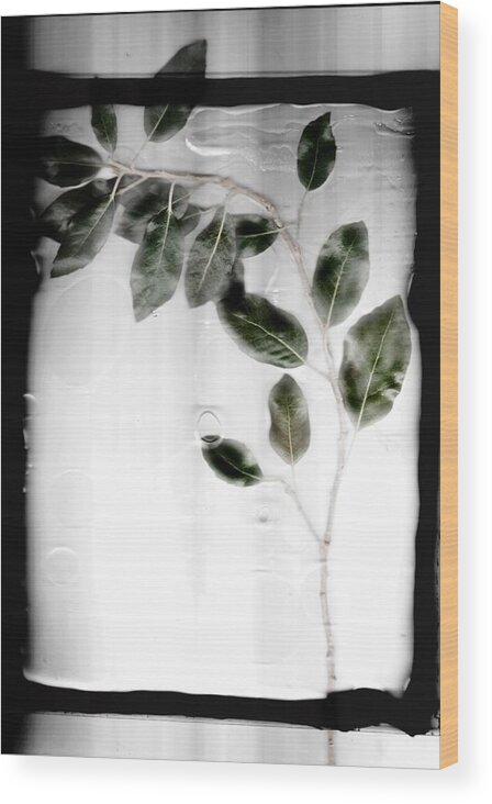 Tree Wood Print featuring the photograph Erase by Mark Ross