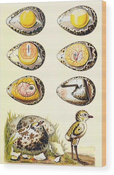 Chick Wood Print featuring the drawing Evolution Of A Chicken Within An Egg by European School