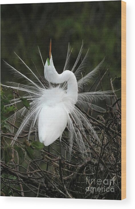 Great White Egret Wood Print featuring the photograph Fabulous Feathers by Sabrina L Ryan
