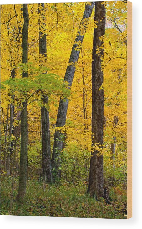 Landscape Wood Print featuring the photograph Fall Color by Virginia Folkman