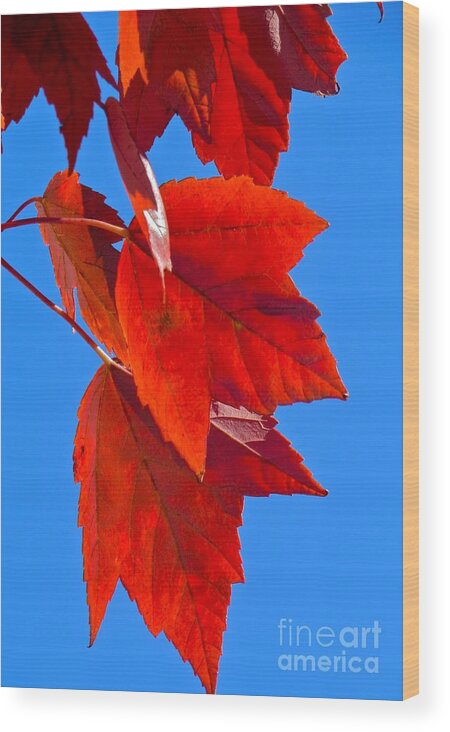 Fall Wood Print featuring the photograph Fall Flames by Pamela Clements
