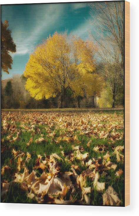 Autumn Wood Print featuring the photograph Fallen Leaves by Cindy Haggerty