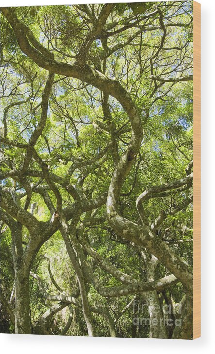 Nature Wood Print featuring the photograph Ficus Luschnathiana by William H. Mullins