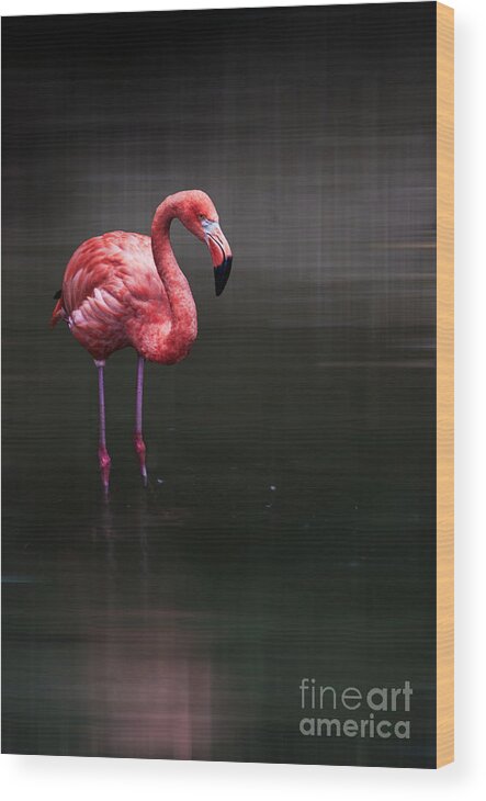 Animal Wood Print featuring the photograph Flamingo by Hannes Cmarits