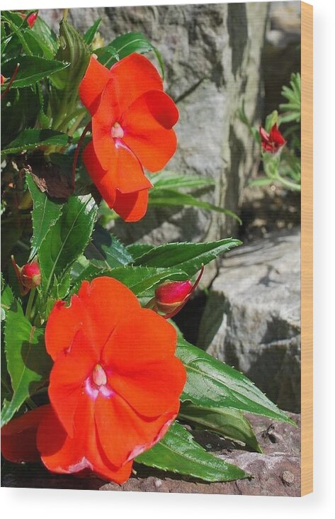 Backyard Wood Print featuring the photograph Flora 3 by Mary Beth Landis