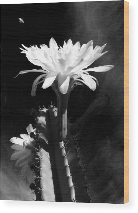 Cactus Wood Print featuring the photograph Flowering Cactus 3 BW by Mariusz Kula