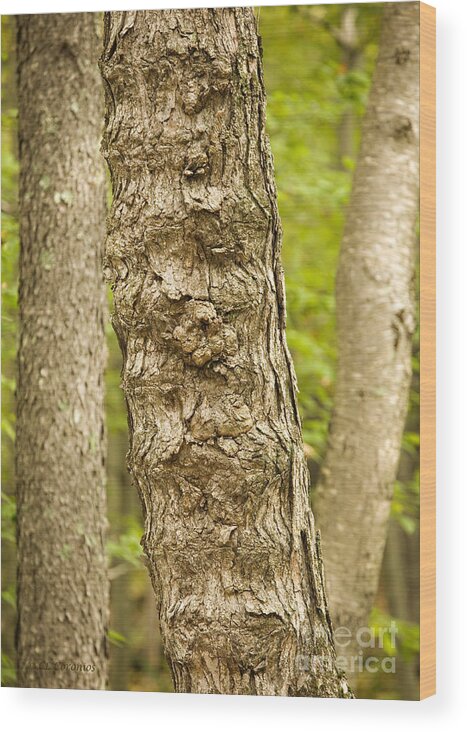 Tree Wood Print featuring the photograph Fluted Tree by Carol Lynn Coronios