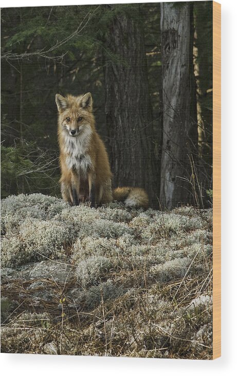 Algonquin Park Wood Print featuring the photograph Foxy Lady - Algonquin Park by Alan Norsworthy