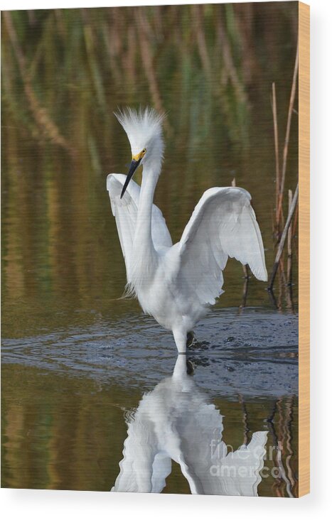 Egrets Wood Print featuring the photograph Frazzled by Kathy Baccari