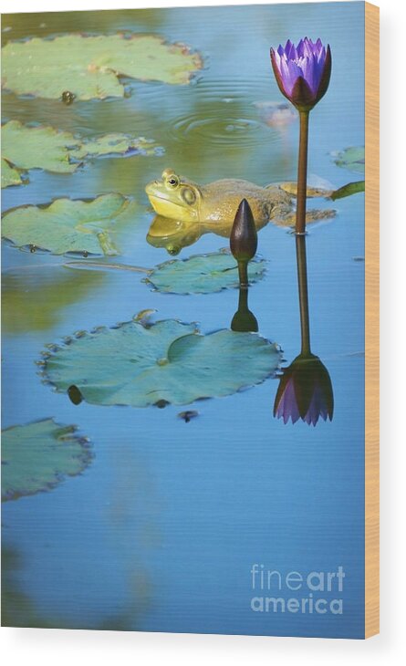 Frog Wood Print featuring the photograph Frog and Lily by Ellen Cotton