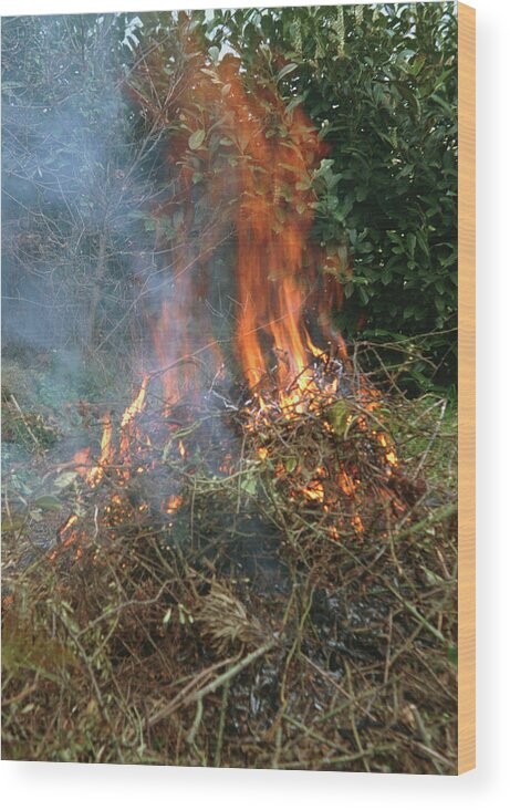 Garden Bonfire 1999 Wood Print featuring the photograph Garden Bonfire by Brian Gadsby/science Photo Library