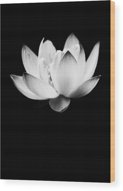 Lotus Wood Print featuring the photograph Ghost Lotus by Priya Ghose