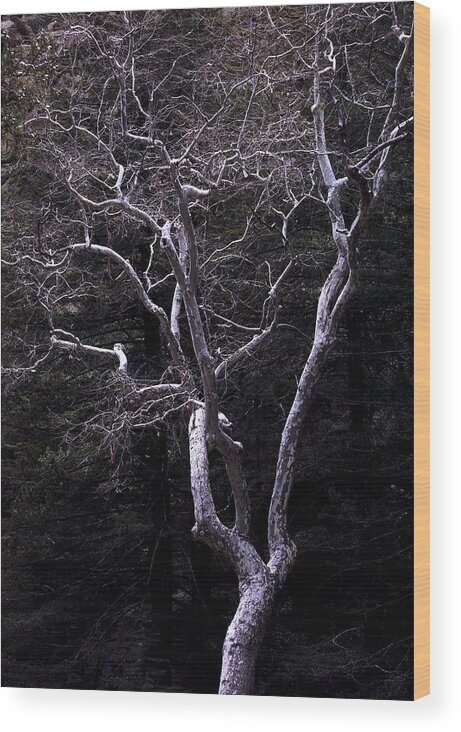 Landscape Wood Print featuring the photograph Ghost Tree by Kae Cheatham