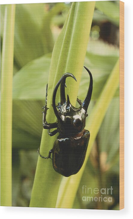 Giant Three-horned Beetle Wood Print featuring the photograph Giant Three-horned Beetle by Art Wolfe