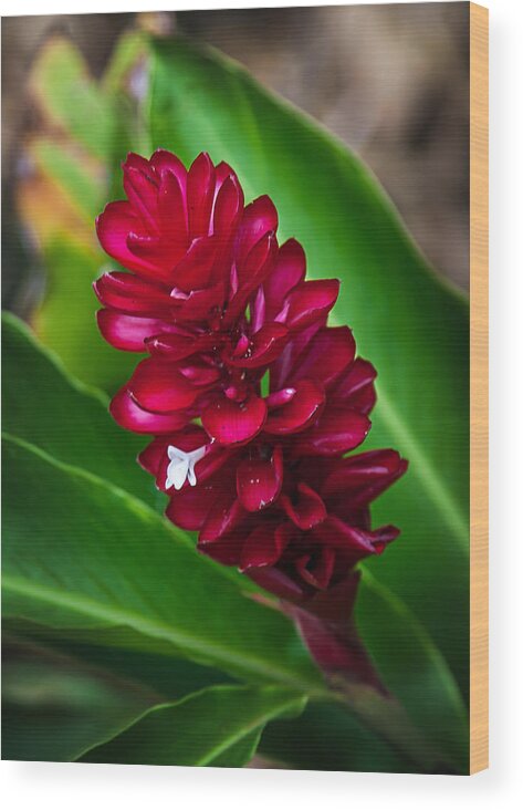 Flower Wood Print featuring the photograph Ginger Flower by April Reppucci