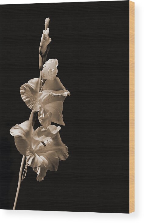 Gladiola Wood Print featuring the photograph Gladiola by Farol Tomson