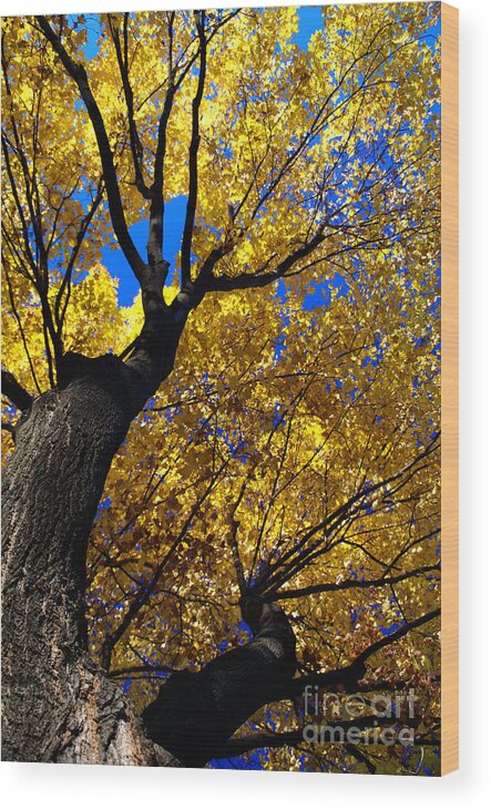 Golden Maple Wood Print featuring the photograph Golden Maple 7 by Linda Shafer