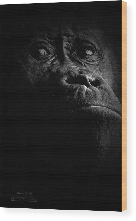 Gorilla Wood Print featuring the photograph Gorilla by Christine Sponchia