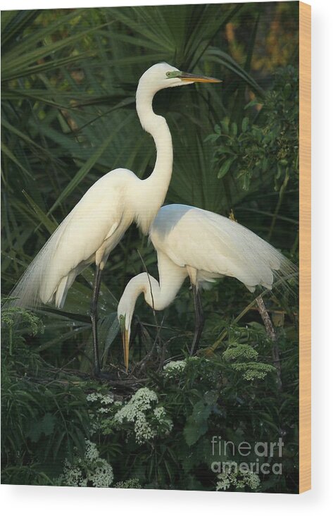 Art Wood Print featuring the photograph Great White Egret Mates by Sabrina L Ryan